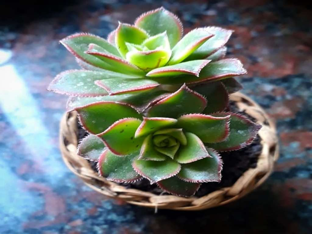 Souvenirs plantas decorativas y kokedamas